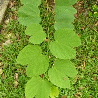 Bauhinia acuminata L.